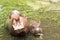 Hippo portrait in the nature