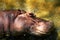 Hippo potamus head lie down in river open eye a bit