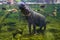 Hippo, pygmy hippopotamus under water