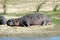 Hippo with redbilled oxpeckers