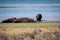 Hippo rest zebras and hippos savanna panorama south Africa with much more words