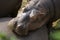 A Hippo resting on his friend