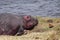 Hippo resting near to the river