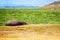 Hippo resting at savanna in National Park of Kenya