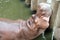 Hippo resting in water