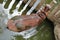 Hippo resting in water