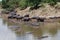 Hippo On River Bank