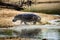 Hippo running at great speed