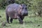 Hippo running in the Masai Mara GR in Kenya