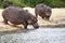 Hippo\'s