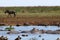 Hippo`s pool in African national park