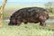 Hippo in the savannah, Serengeti National Park, Tanzania