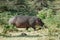 Hippo in the savannah, Serengeti National Park, Tanzania