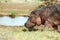 Hippo in the savannah, Serengeti National Park, Tanzania