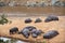 Hippo school at Mara river, Masai Mara, Kenya