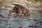 Hippo at the Serengeti National Park