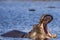 Hippo showing huge jaw and teeth, Kruger national park, South Africa