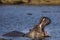 Hippo showing huge jaw and teeth, Kruger national park, South Africa