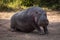 Hippo sitting in dirt looking at camera