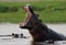 Hippo is sitting in the water, opening his mouth and yawning. Botswana. Okavango Delta.