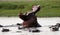 Hippo is sitting in the water, opening his mouth and yawning. Botswana. Okavango Delta.