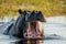 Hippo is sitting in the water, opening his mouth and yawning. Botswana. Okavango Delta.