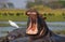 Hippo is sitting in the water, opening his mouth and yawning. Botswana. Okavango Delta.