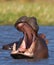 Hippo is sitting in the water, opening his mouth and yawning. Botswana. Okavango Delta.