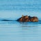 Hippo sleeping and eating in river