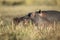 Hippo sleeping in long grass.