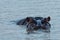 Hippo in south africa st lucia