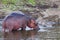 Hippo standing in a river having a drink of water in Kruger National Park