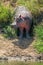 Hippo stands in bushes on muddy riverbank