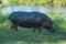 Hippo stands on grass lawn by river