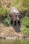 Hippo stands in grassy gully by river