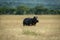Hippo stands in long grass eyeing camera