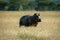 Hippo stands in long grass watching camera