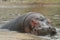 Hippo surfacing out of the water