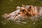 Hippo swim in pool