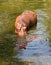 Hippo Swimming