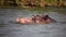 Hippo swimming in a lake in Tanzania during daylight