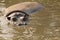 Hippo swimming towards camera