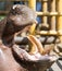 Hippo teeth in the zoo in nature