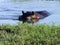 Hippo wading South Africa