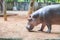 Hippo walking