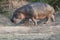 Hippo walking outside the water, Serengeti, Tanzania