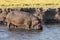 Hippo walking in river