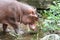 Hippo walking in the zoo