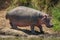 Hippo walks along muddy riverbank in sun