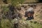 Hippo walks down earth bank beside bush